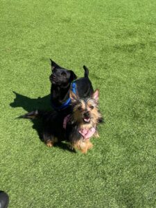 Pet Image